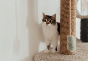 Rascadores y Gimnasios