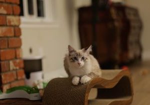 Rascadores y Gimnasios Artesanales